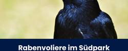 Beitragsbild entflogener Rabe Südpark © Pressestelle ein Rabe, der nach links schaut; Titel des Artikels