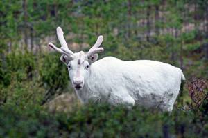 ein komplett weißes, finnisches Rentier im Wald