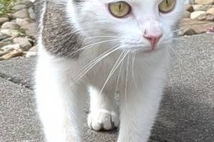 bild katze